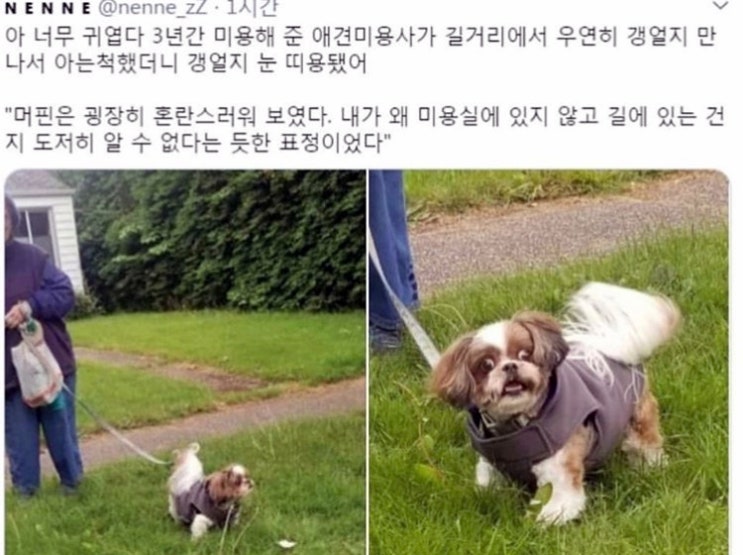 자신의 미용사를 거리에서 만난 강아지 ()