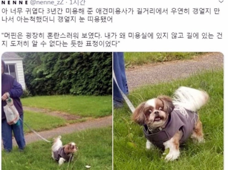 자신의 미용사를 거리에서 만난 강아지 () 자신의 미용사를 거리에서 만난 강아지 ()