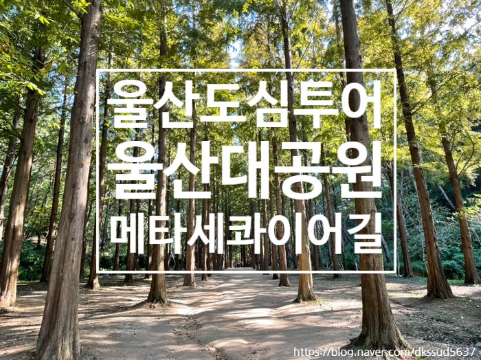 울산가볼만한곳 , 울산도심투어 울산대공원 동문 메타세콰이어길