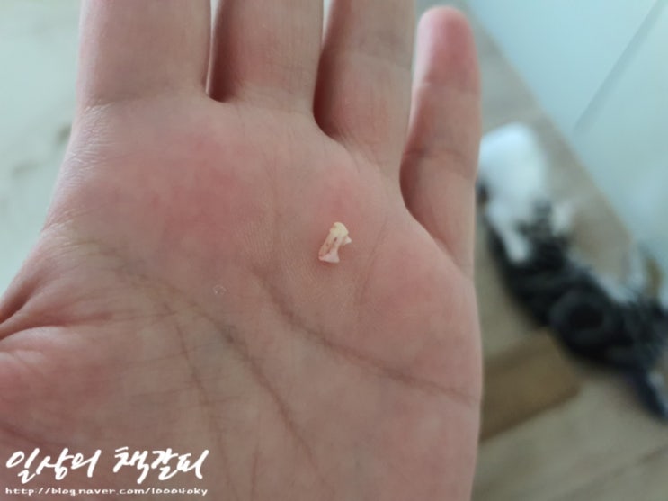  <2인2묘 라이프> 2021. 9. 27. 슈비의 이갈이 - 조신하게 놀아라!!