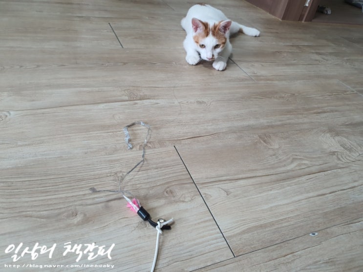  <2인2묘 라이프> 2021. 9. 28. 대형사고! 꼬리를 먹어버린 밤비?!