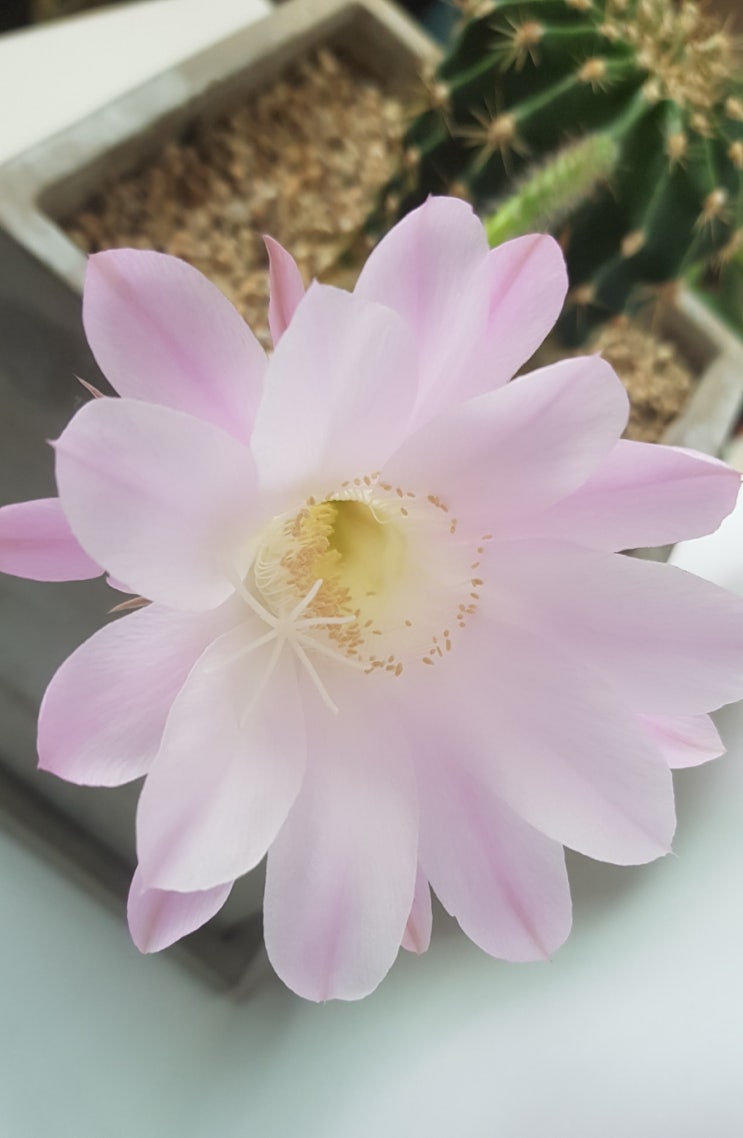  단모환 선인장 꽃,  핑크빛 화려함에 반하다