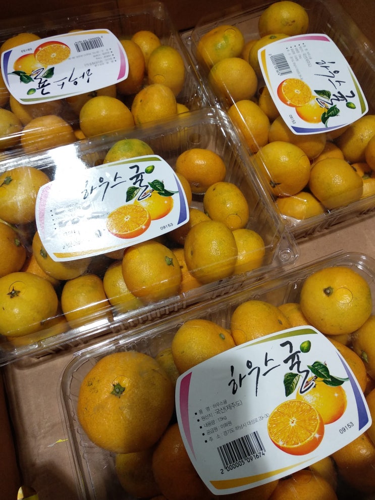  코스트코 제주 하우스 감귤 밀감 1.5kg 구입-크기에 따른 맛이 달라요.