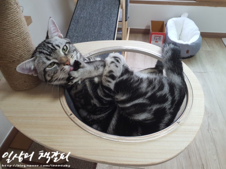  <2인2묘 라이프> 2021. 9. 29. 집사가 졌다..