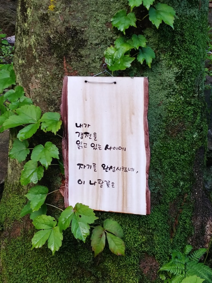  최고의 수행처(봉인사): 내가 경전을 읽고 있는 사이에 자기를 완성시켰네, 이 나팔꽃은.