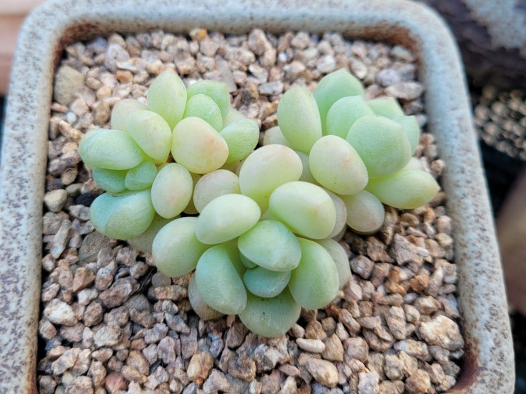  시집보낸 다육 큐티피치 3