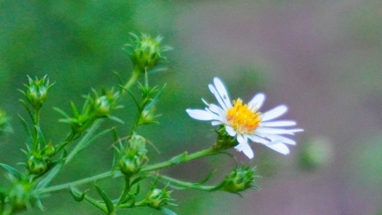  The End of September, Flowers (9월,10월 가을에 피는꽃)
