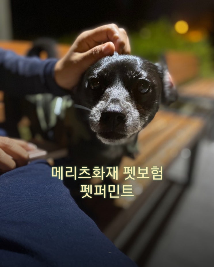 강아지지방종 메리츠화재 펫보험 펫퍼민트 보험료 .보험금 청구 쉽네 강아지지방종 메리츠화재 펫보험 펫퍼민트 보험료 .보험금 청구 쉽네
