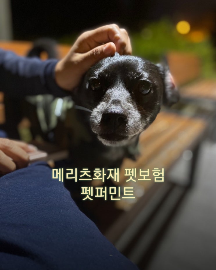 강아지지방종 메리츠화재 펫보험 펫퍼민트 보험료 .보험금 청구 쉽네