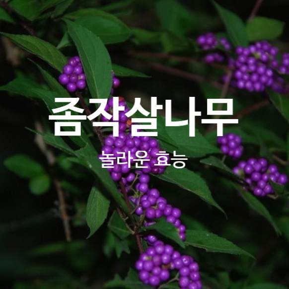  천연약초 좀작살나무 놀라운 효능