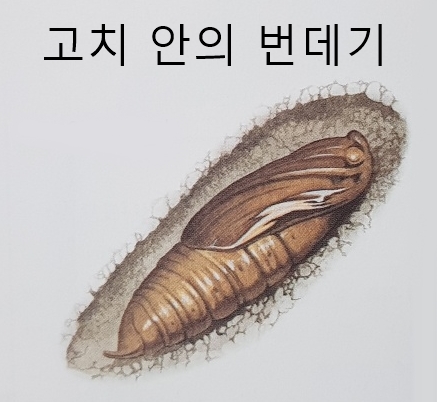 힘차게 날아다니는 박각시나방 스핑크스나방 종류 알 애벌레 번데기