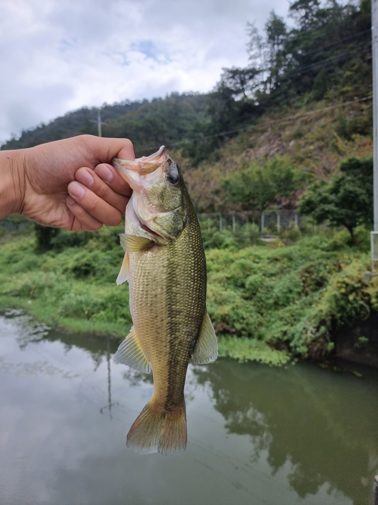  전남권 강계 배스 / 장성 황룡강 배스 / 배스낚시