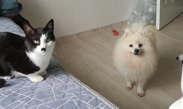 발랄한 귀염둥이 스피츠 믹스 ( 폼피츠 ) 아가의 가족이 되어주세요. 발랄한 귀염둥이 스피츠 믹스 ( 폼피츠 ) 아가의 가족이 되어주세요.
