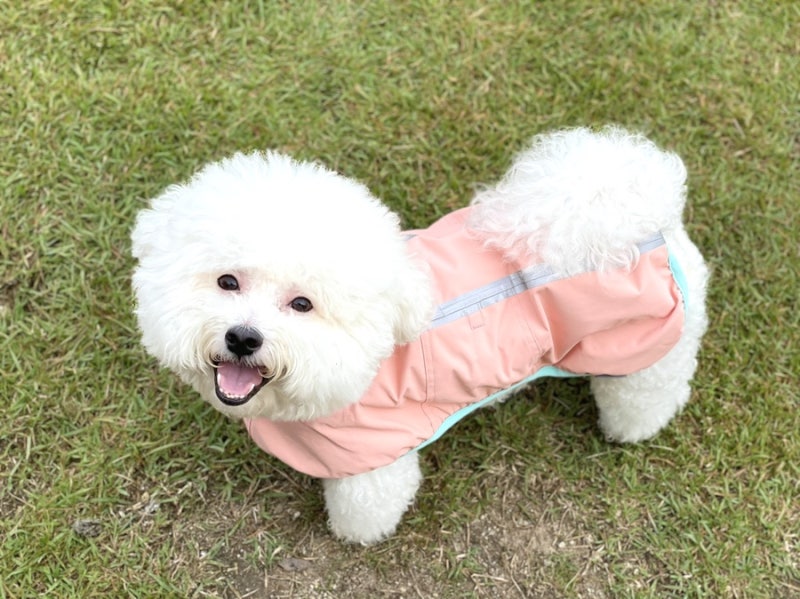 강아지 비옷 비오는날 산책 뮤니쿤트 애견우비
