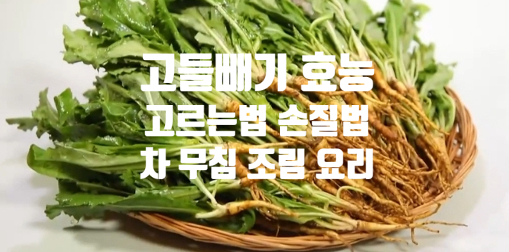  고들빼기 효능 (ft. 차 무침 고등어조림 만드는 법, 데쳐서 쓴맛 제거하기) 고르는 법 손질법