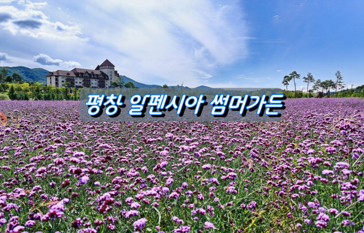 여름부터 초가을까지 여전히 아름다운 알펜시아 서머가든 버베나꽃밭 여름부터 초가을까지 여전히 아름다운 알펜시아 서머가든 버베나꽃밭