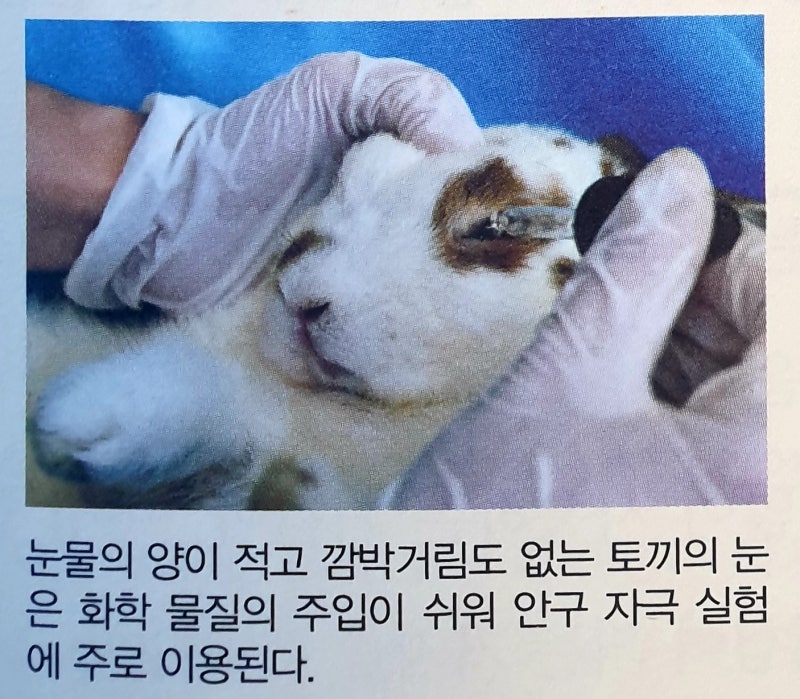 찬반토론] 동물 실험 : 네이버 블로그