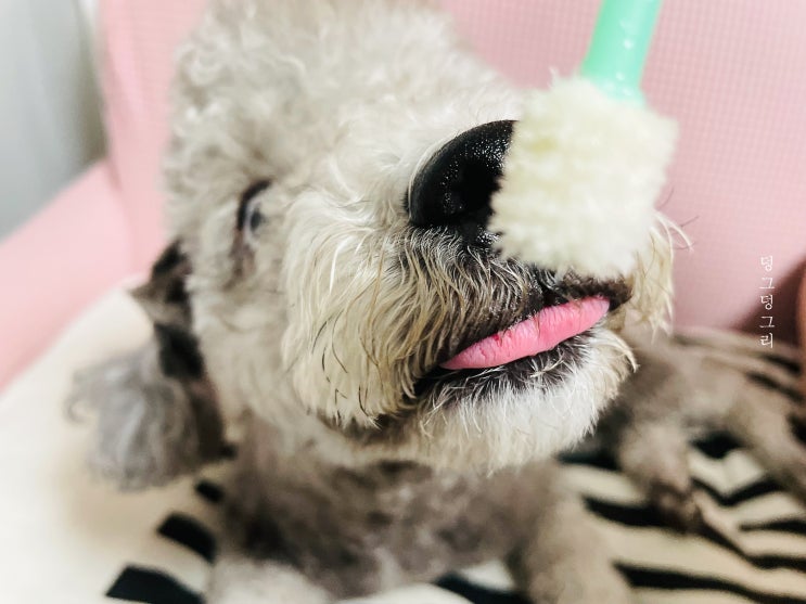  강아지 양치 주기와 적응시키기 위한 양치방법