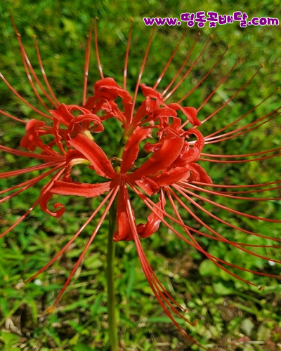 화려한 붉은색 꽃  석산(꽃무릇) 정보  꽃말 전설