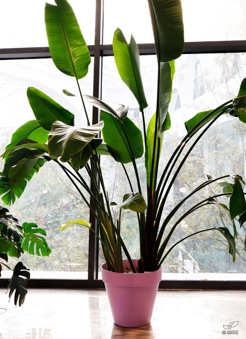 식물 성장 LED에 관한 TMI : 네이버 블로그, image size:800x1103