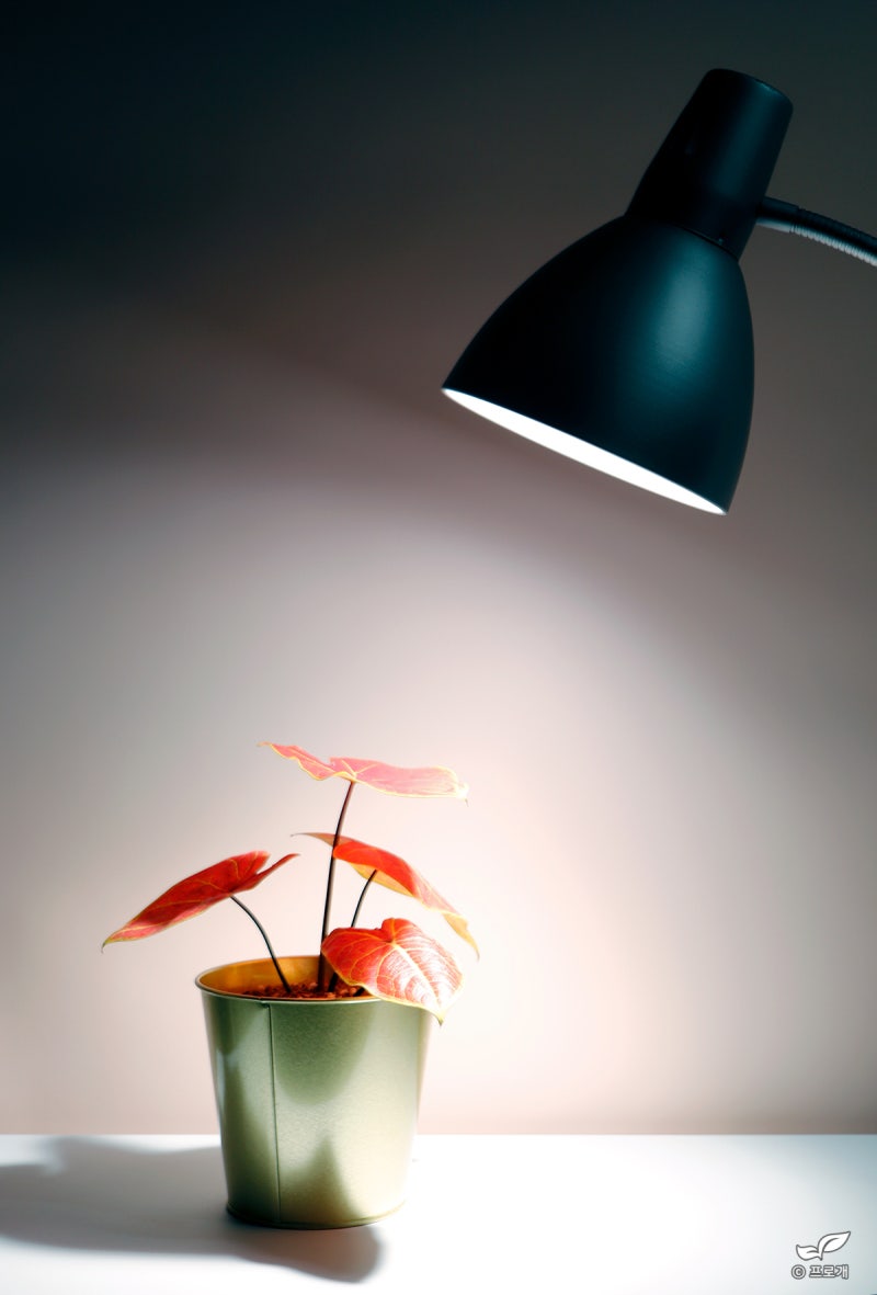 식물 성장 LED에 관한 TMI : 네이버 블로그, image size:800x1181