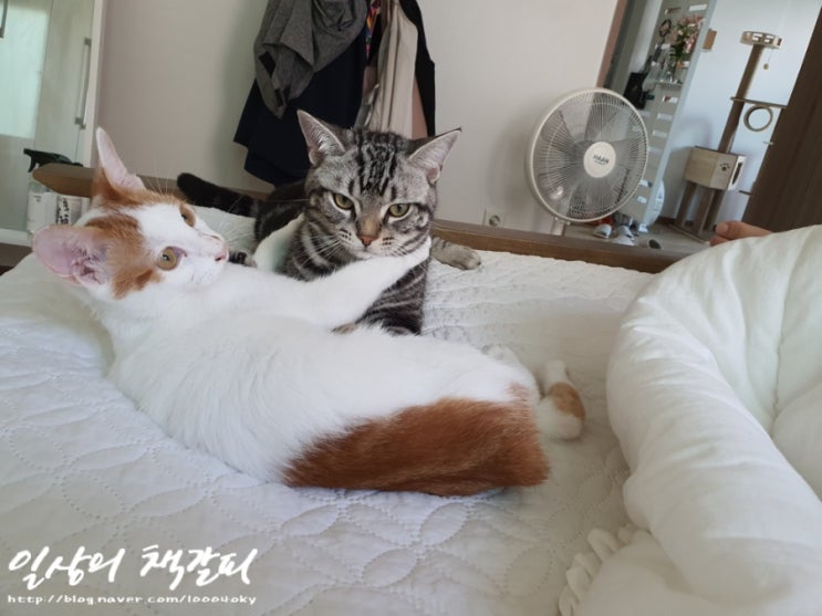  <2인2묘 라이프> 2021. 9. 30. Oh My Love~
