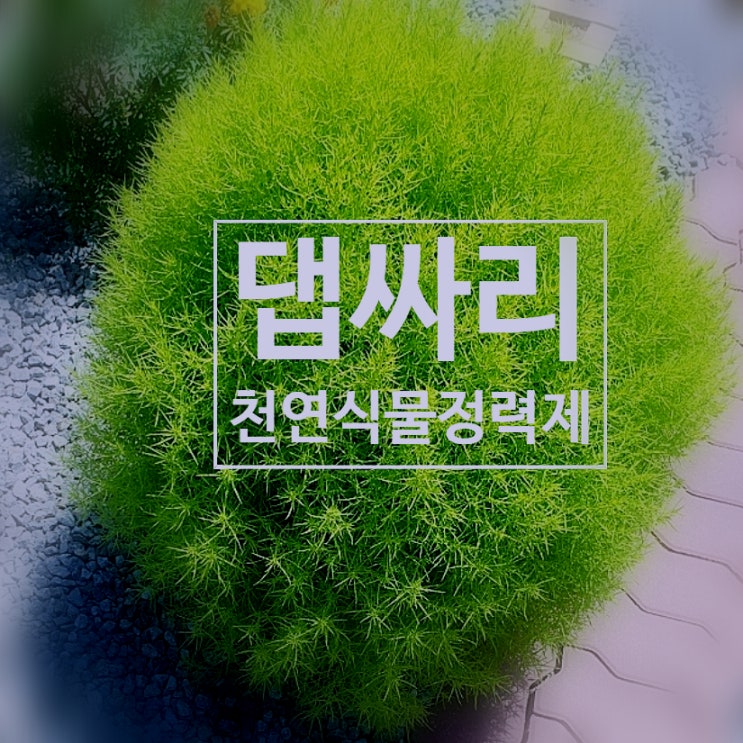  천연 식물 정력제 댑싸리