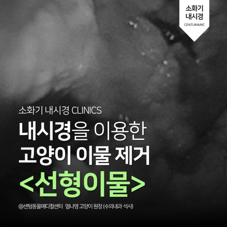  5.5mm 내시경을 이용한 아기 고양이 이물 제거 <선형 이물> (부산 센텀동물메디컬센터 소화기 내과)
