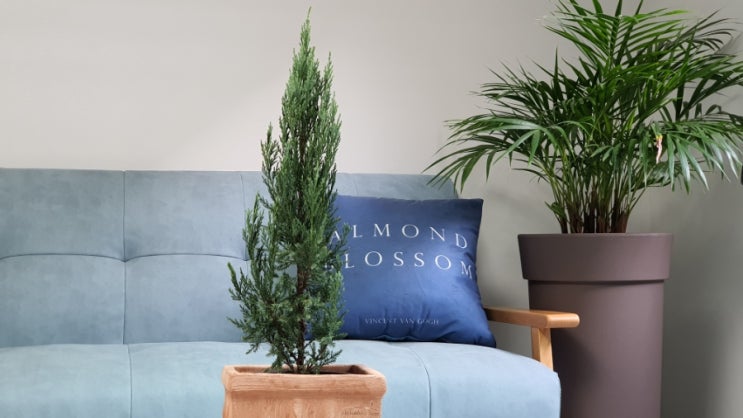  밝은 달빛 아래 은은하게 빛나는 은회색 물결 문그로우 나무키우기 How to Grow Moonglow Juniper