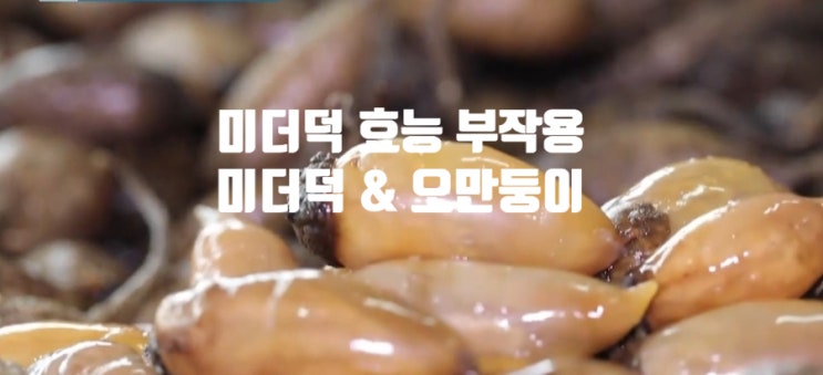  미더덕 효능 부작용 (ft. 오만둥이 차이) 속 물 먹어도 될까?