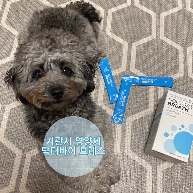  강아지 호흡기 건강 "닥터바이 브레스" 영양제 강아지 기침 켁켁거림