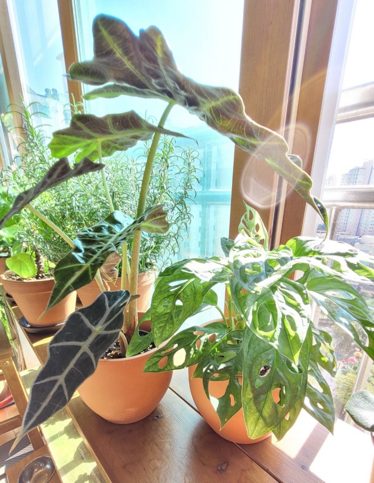  가을 맞이 새 식구들 데려온 날 /거북등알로카시아,라벤더,오렌지자스민,떡갈고무나무,수박페페,오블리쿠아/한국화훼농협
