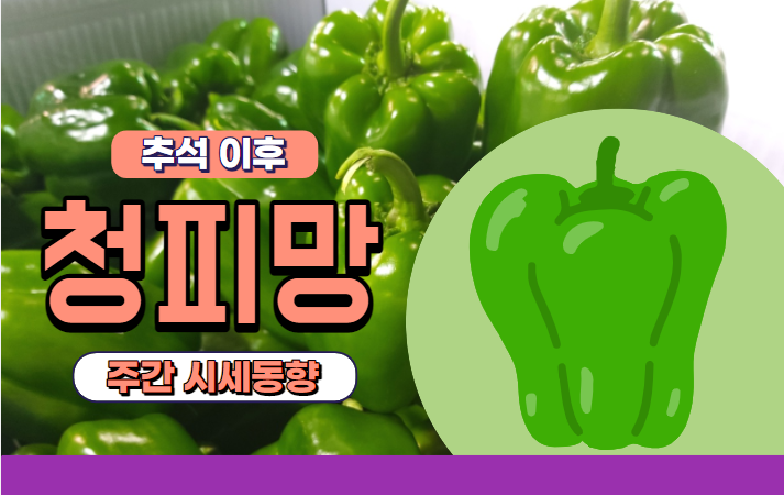 [경매사 주간보고] 추석 이후 청피망 가격이 왜 이리 좋지 않을까요?