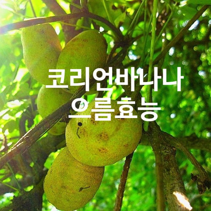  코리언 바나나 으름 효능