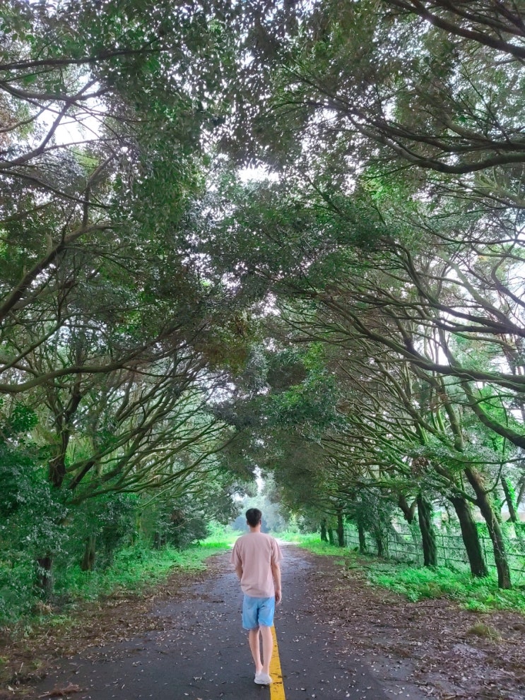  [제주]제주도 여행지 추천/성이시돌목장 근처 사진찍기 좋은 새미소길!