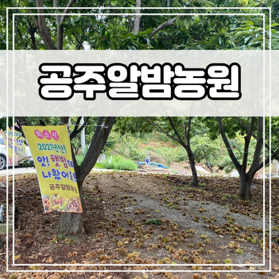  공주알밤농원 세종인근 아이들과 알밤줍기체험, 세종 공주 밤따기, 밤줍기
