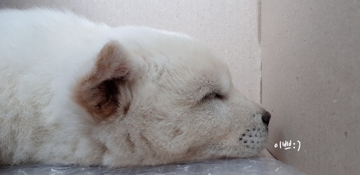  [강아지] 우리집의 진돗개 봄이 첫 만남