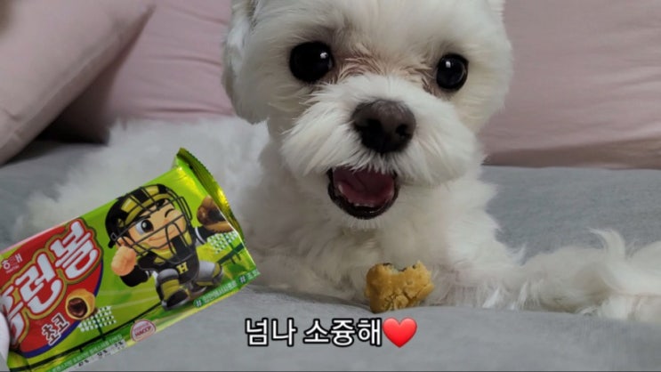  강아지 수제 간식 | 홈런볼c 먹방&레시피