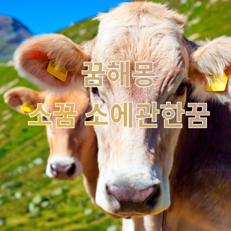  [꿈해몽] 소꿈 소에관한꿈