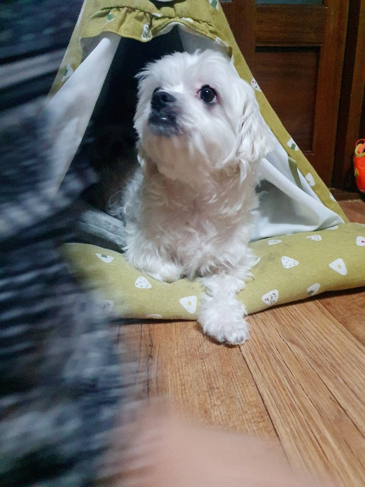 강아지 하우스를 바꿔주자 놀라운 일이?