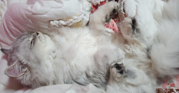  새끼 고양이 키우기, 생후 12개월까지의 성장과정