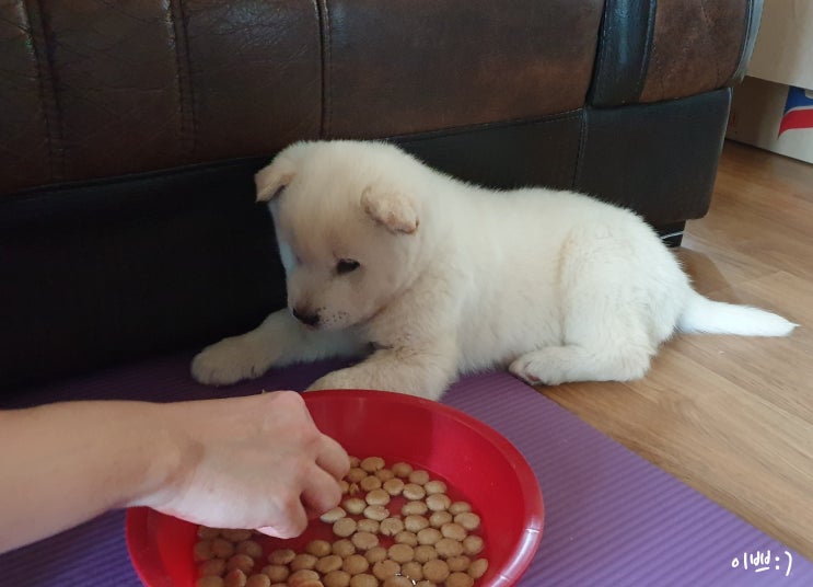  [강아지] 애기 진돗개 봄이 밥먹자!!