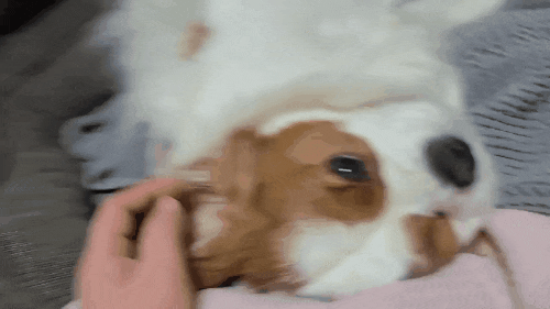  강나무 얼굴 마사지 침치료와 함께 해주는 중