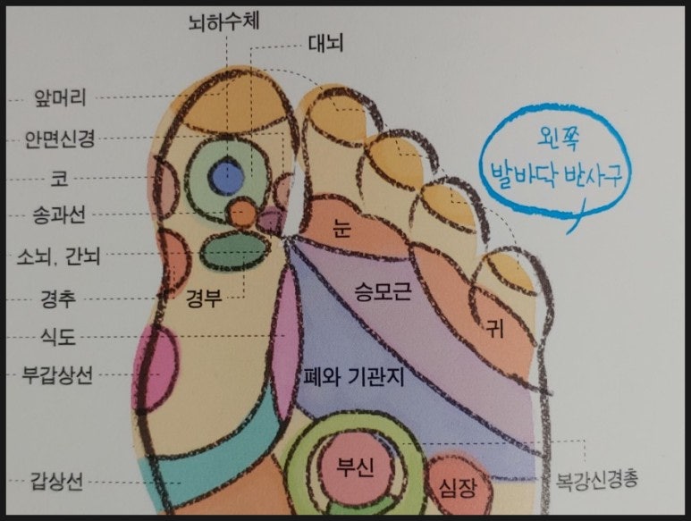 발바닥 반사구 혈점 이름, 발지압 효과 알아보자 : 네이버 블로그