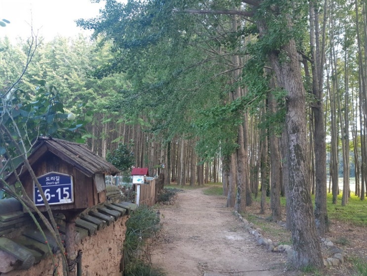 경주 여행,  도리마을 은행나무 초가을 숲길 사진찍기