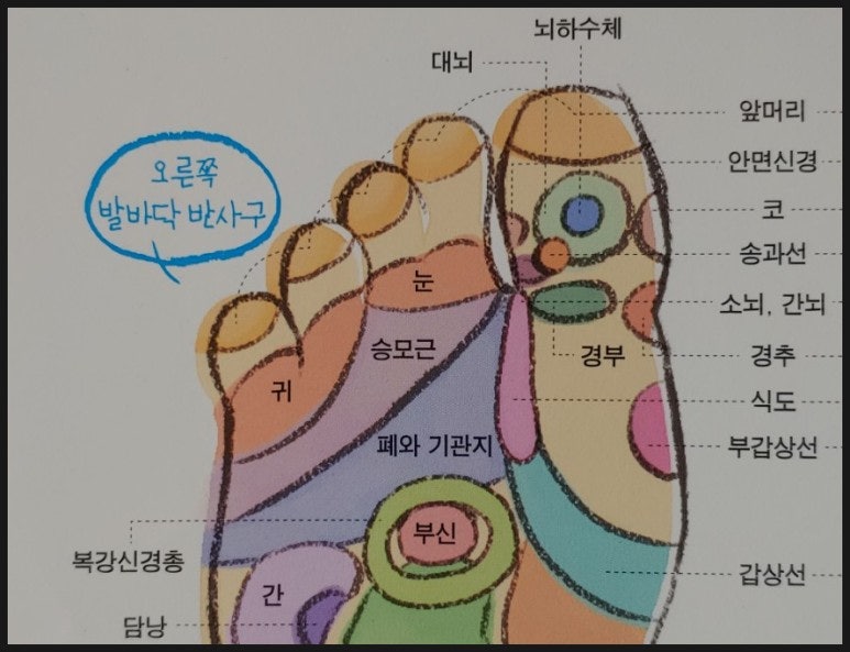 발바닥 반사구 혈점 이름, 발지압 효과 알아보자 : 네이버 블로그