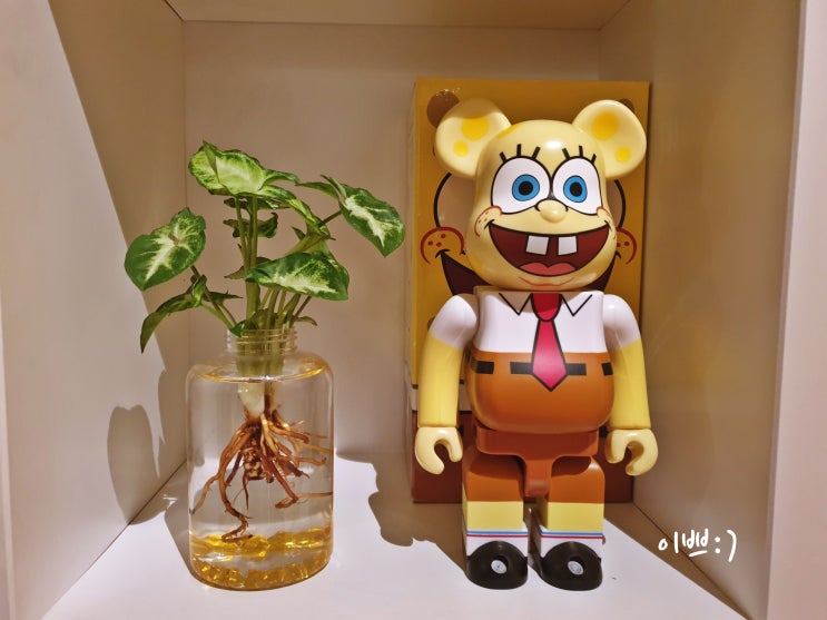  싱고니움 수경재배하기