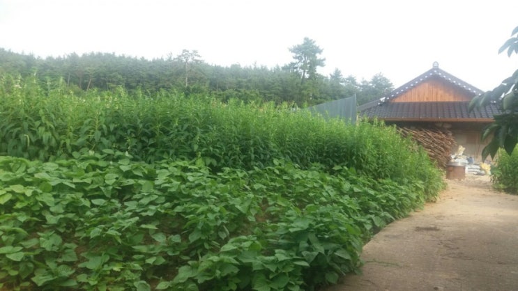  농지연금과 로또연금 비교