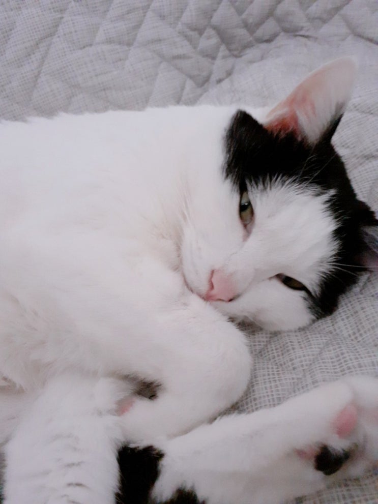  새해가 밝아도 잠은 포기못해- 반려냥이 율군