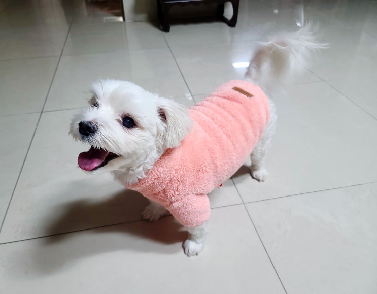 강아지 후리스 봉봉옷장 겨울옷은 따뜻한 뽀글이점퍼로 강아지 후리스 봉봉옷장 겨울옷은 따뜻한 뽀글이점퍼로